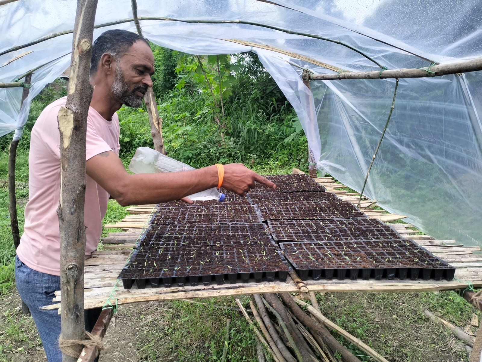 Male farmer inspects the small seedlings in his covered seed house