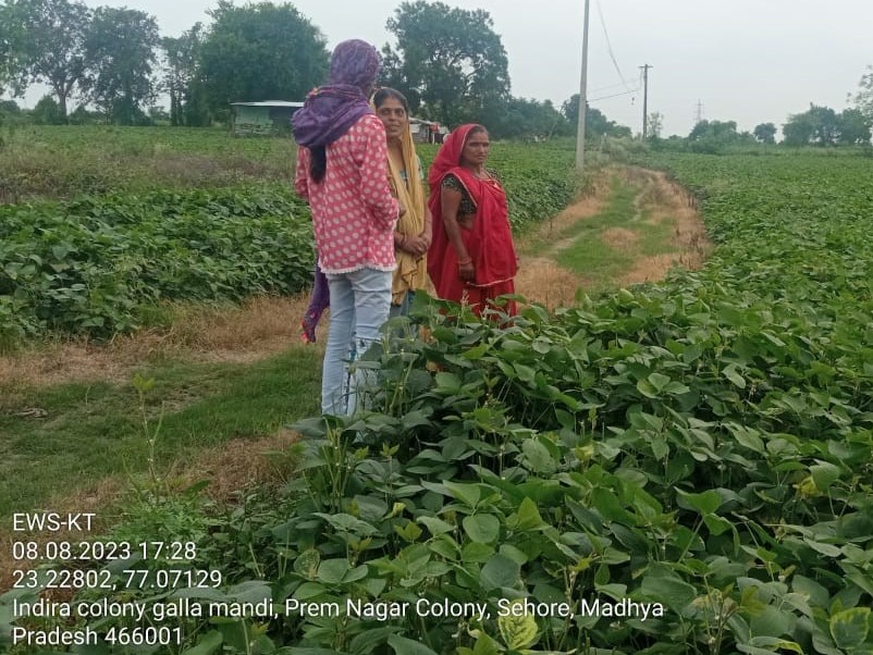 Female farmers in a field with knee-high crops