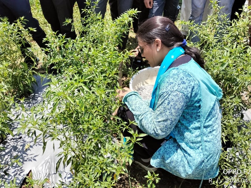 Female EWS-KT staff conducting training on fertilizer application for a group of chili farmers