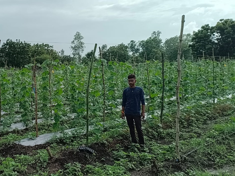 Farmer Devkinandan Choudhary stands in his trellised field.