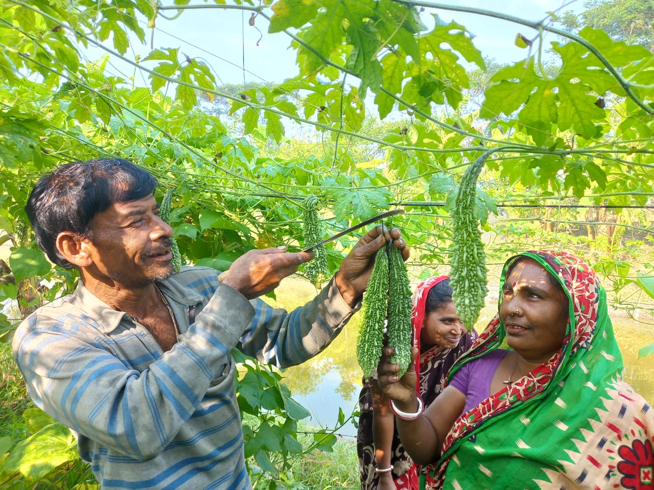 A male farmer in Bangladesh cuts ripe bitter gourd fruit from the plant while a female farmer holds the fruit.