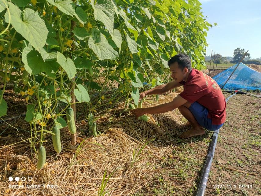 Farmer next to row of organically mulched cucumbers