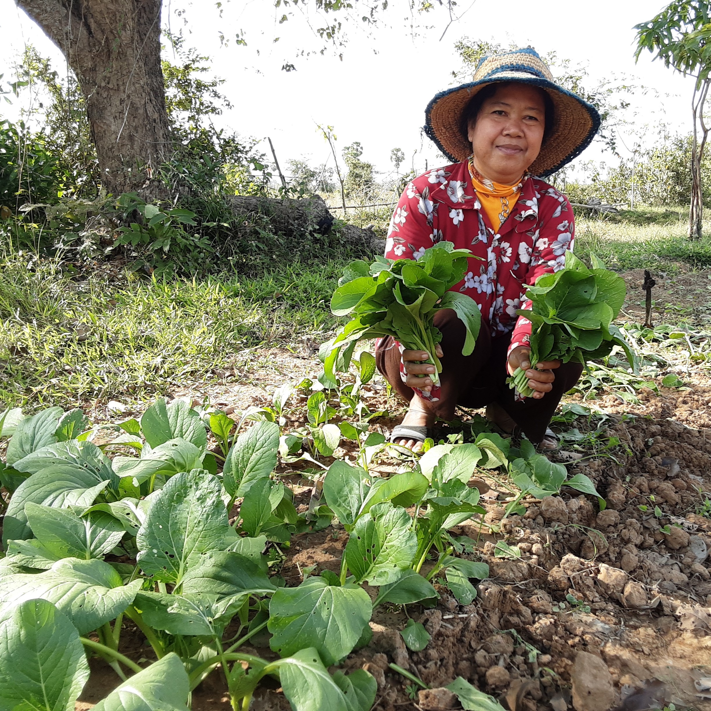 Female farmer in Cambodia harvesting leafy vegetables