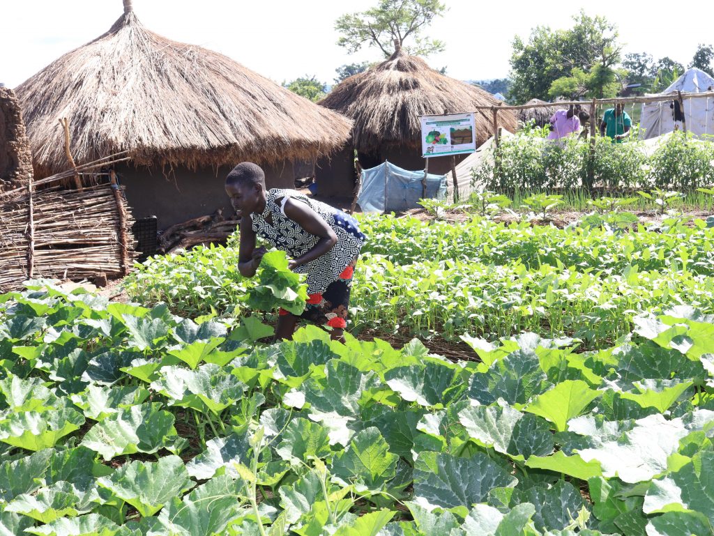 A young woman harvesting pumpkin leaves in a vegetable plot in Imvepi Refugee Settlement.