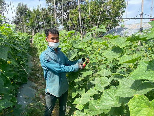 Young farmer Khut Sey Ka farmer next to a row of cucumber plants