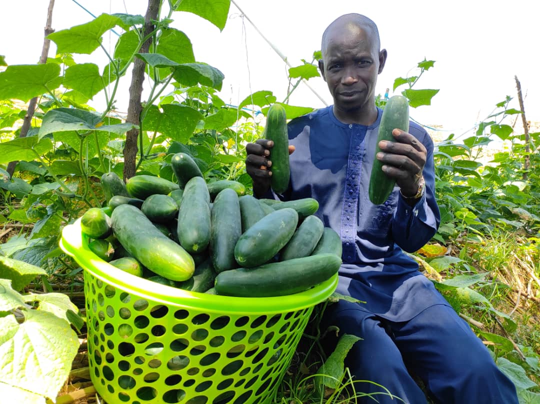Male farmer in Nigeria next to a basket of cucumbers