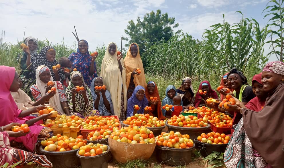 Nigerian farmers gather around large containers full of tomatoes