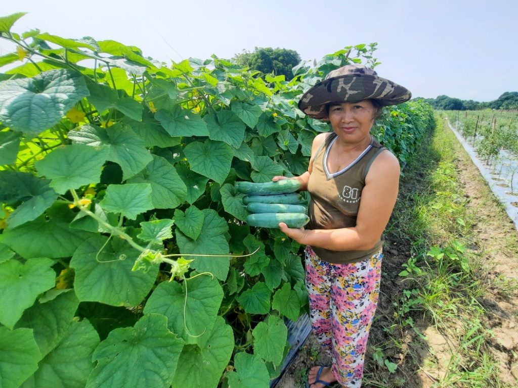 Female farmer in the Philippines harvesting cucumbers while standing