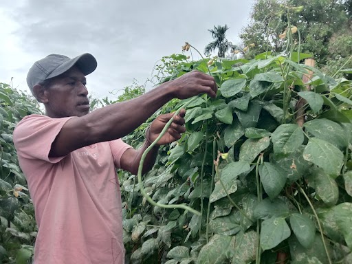 Male farmer with row of beans