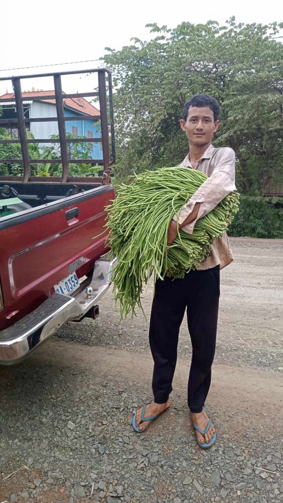 Farmer Phearun Kean holds an armful of harvested yard long beans