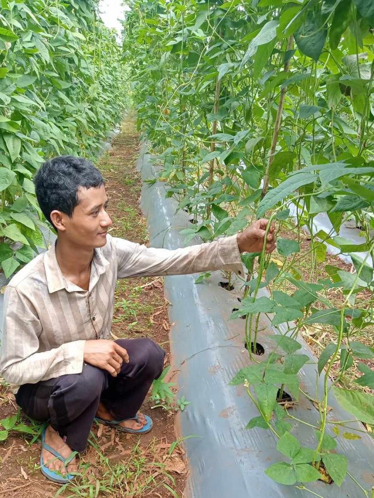 Farmer Phearun Kean with his tall irrigated yard long bean plants