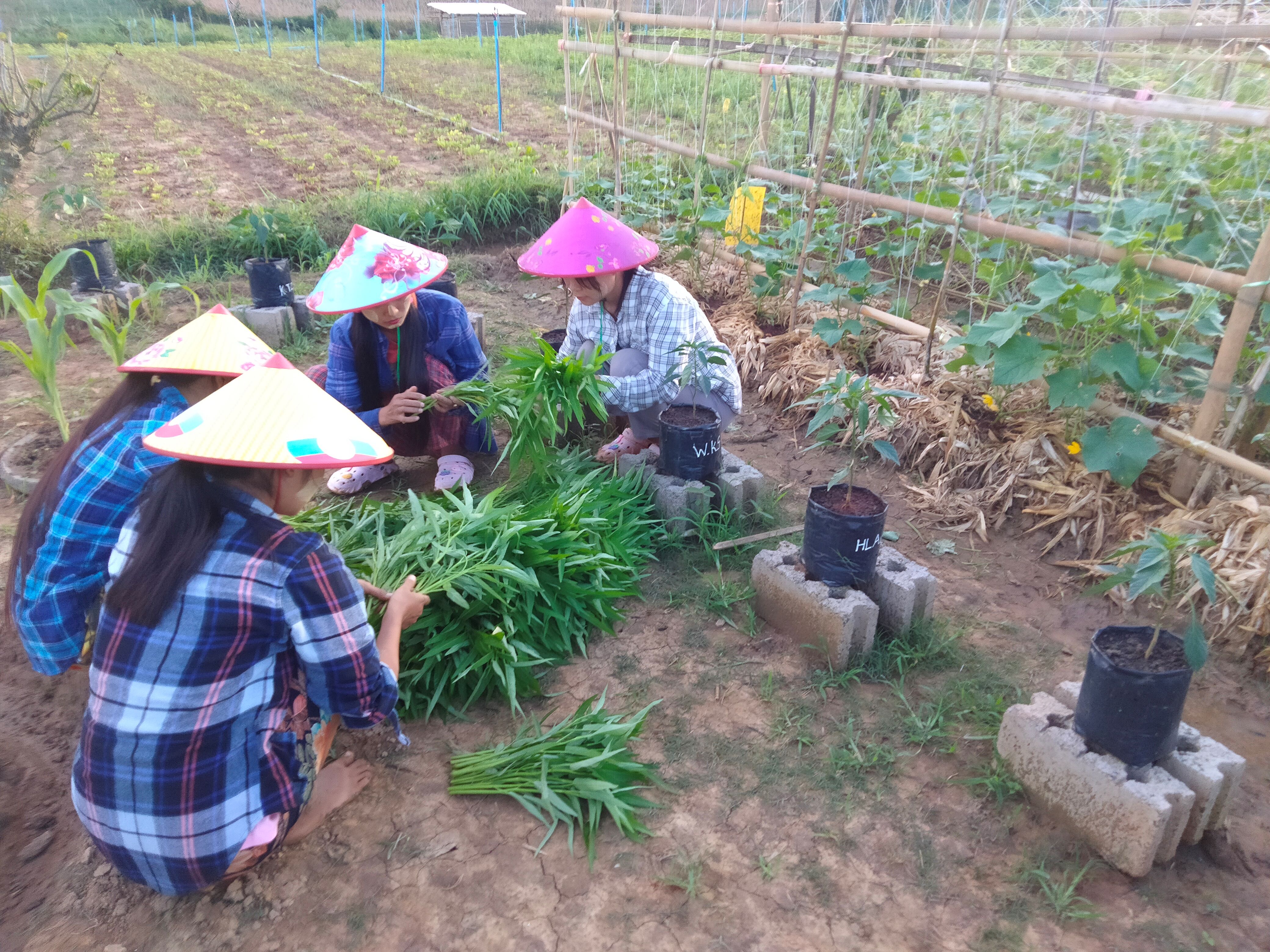 Women sit in a semicircle while working with a pile of green stalks with leaves.