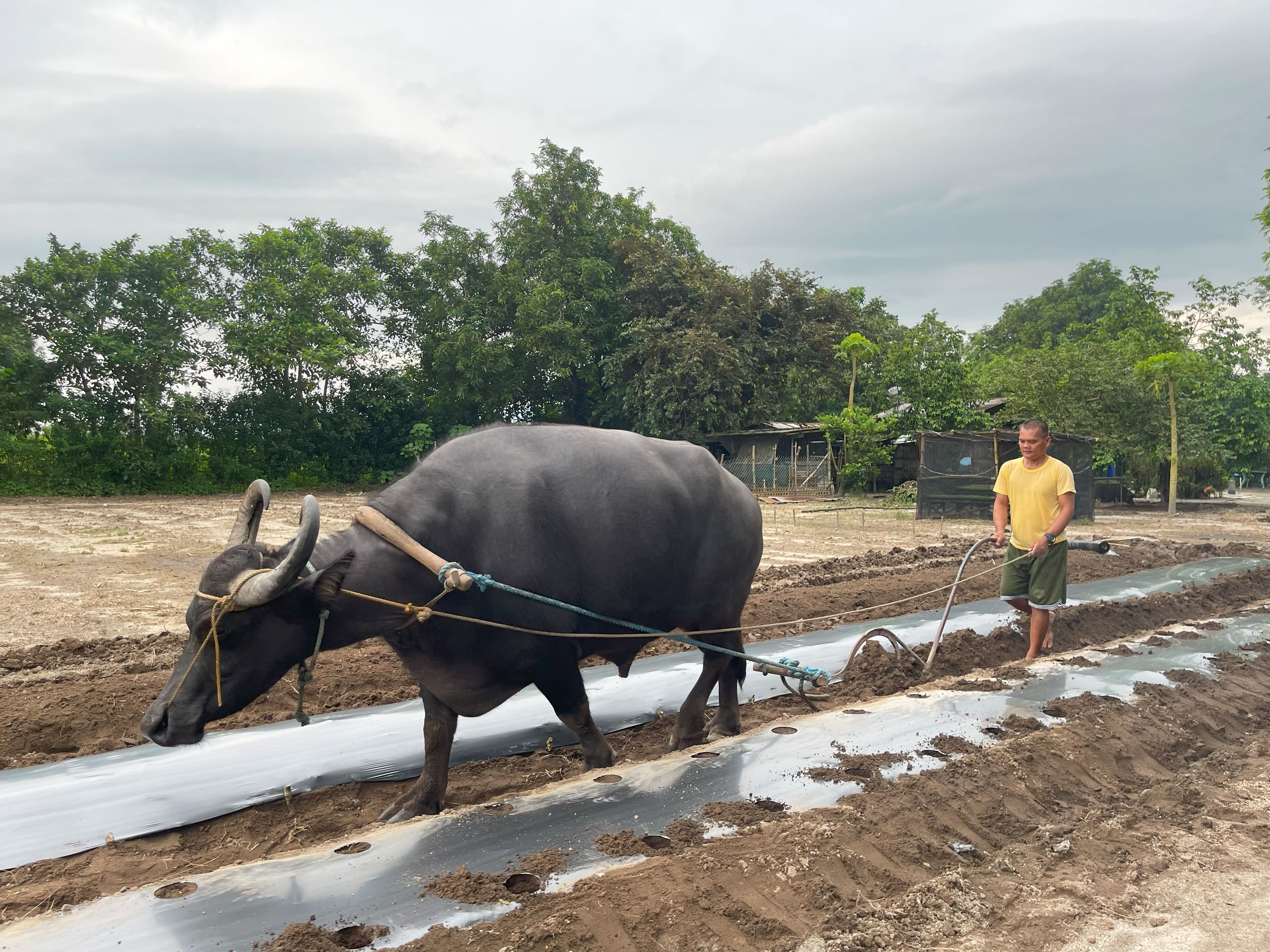 A male farmer plows his field with the help of a carabao