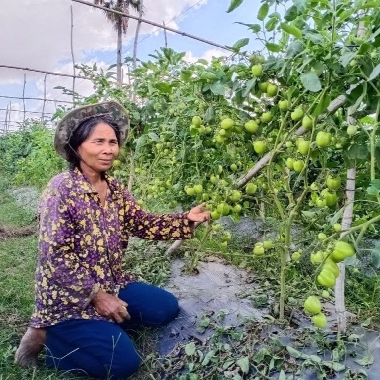 Farmer Khom Khim gestures to her growing tomatoes
