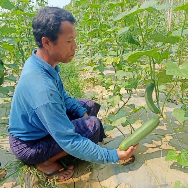 Male farmer supports a cucumber on the vine.