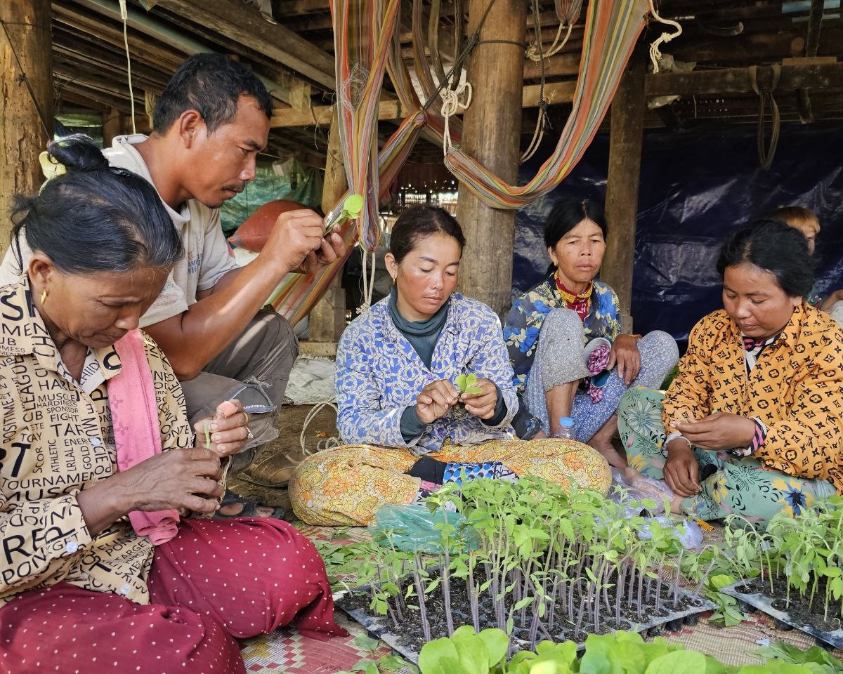 Group of farmers graft tomato seedlings onto eggplant rootstock.