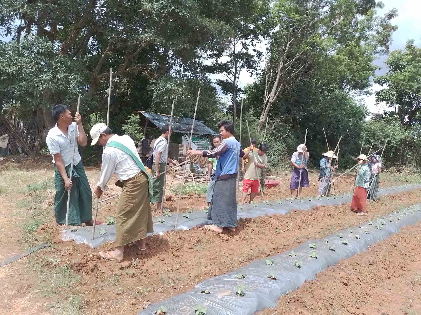 A group of male and female farmers practice setting up supportive trellising
