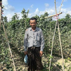 Farmer U Myo Thu stands in front of his yard long bean field
