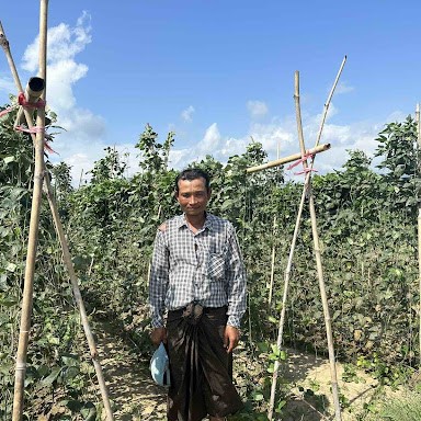 U Myo Thu standing in front of his trellised field