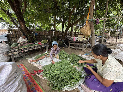 Family members of U Myo Thu prepare long yard beans for the vegetable buyer