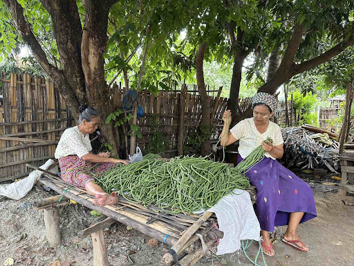 Two family members of U Myo Thu prepare long yard beans for the vegetable buyer