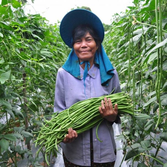 woman farmer holding harvested yard long beans