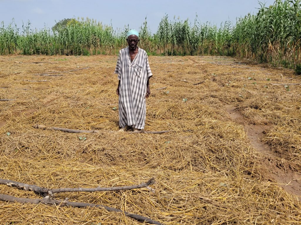 Farmer Musa Adamu Magaji stands in his well-mulched field.