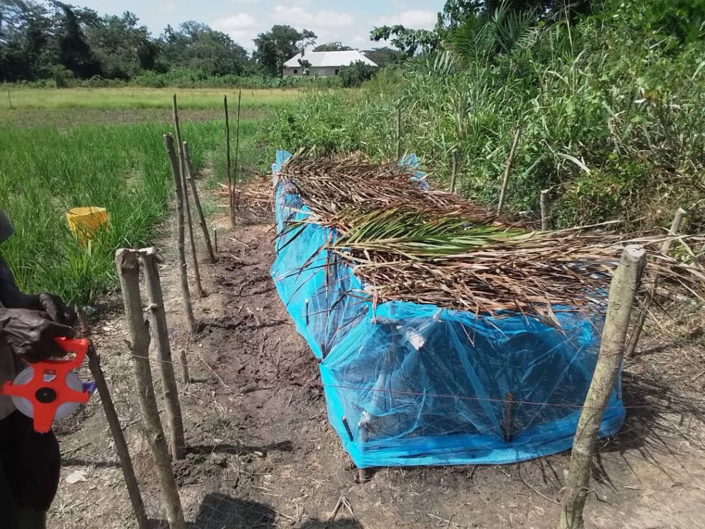 A ground nursery for onion with protective branches on top.