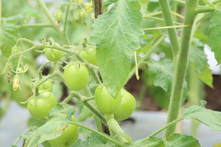 Fruiting tomato plants grown by Suka Maju Women Farmer Group.