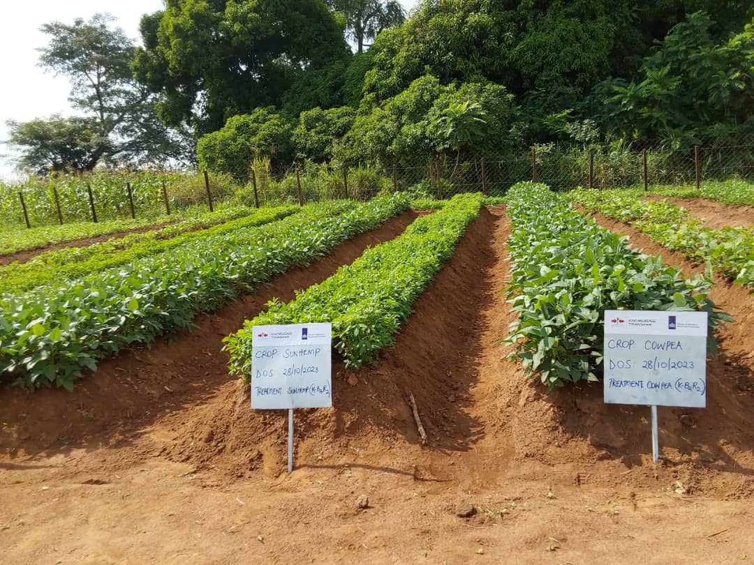 Beds of cowpea and sunhemp at the green manure project site.