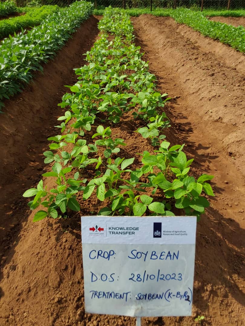 Soybean bed at the green manure site in Lira, Uganda.