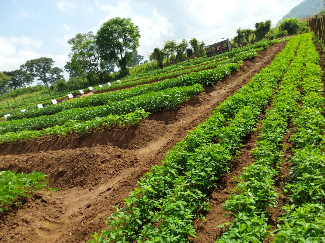 Rows of green manure crops at the EWS-KT learning farm in Lira, Uganda.