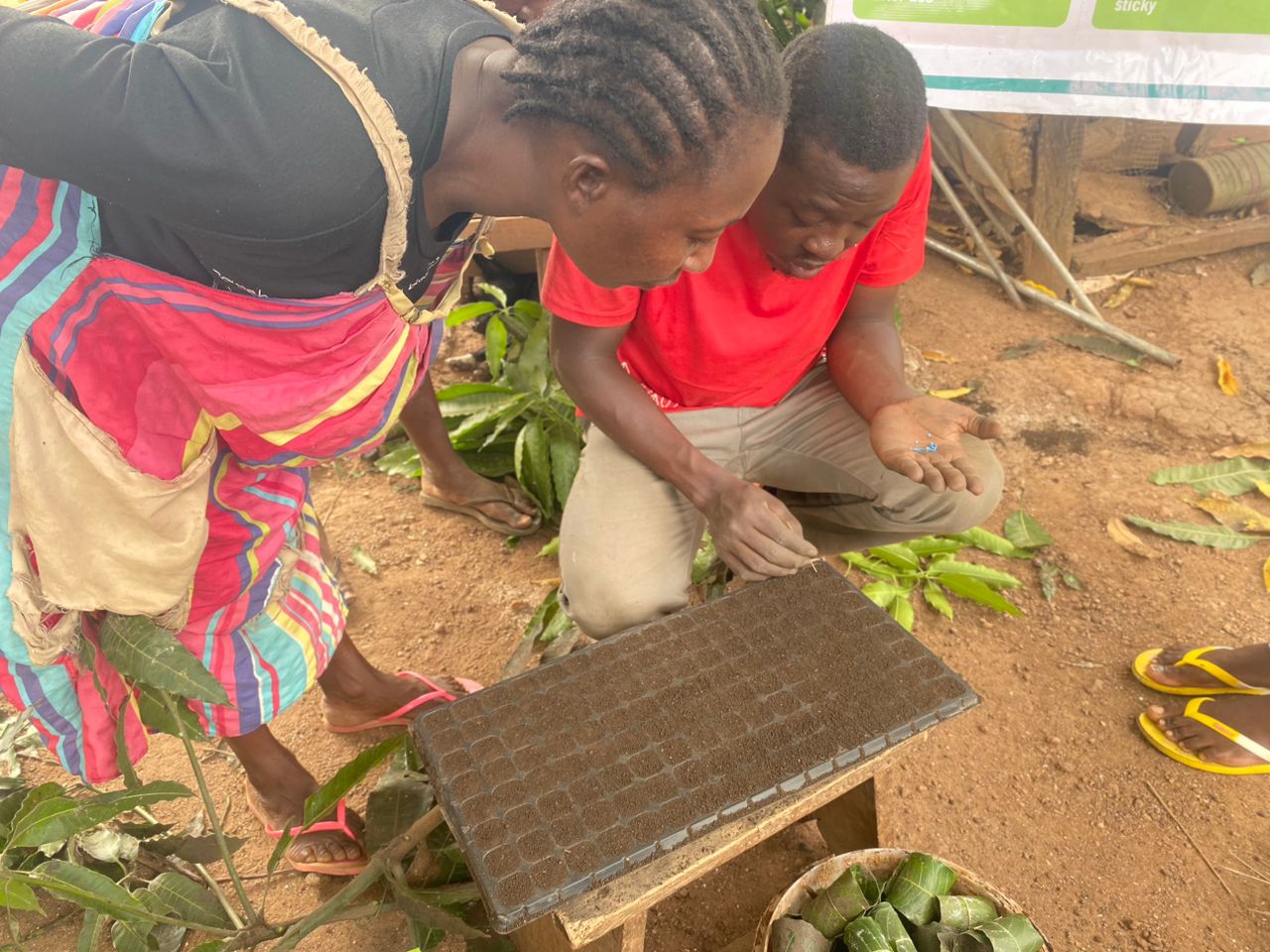 Woman farmer watches as an EWS-KT trainer plants seeds in a seedling tray.