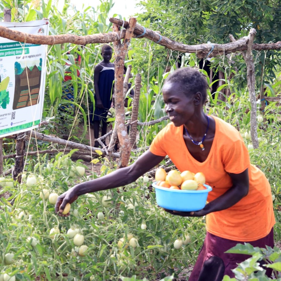 Omugo Refugee Settlement resident Cicilia Adare harvests tomatoes in her home garden