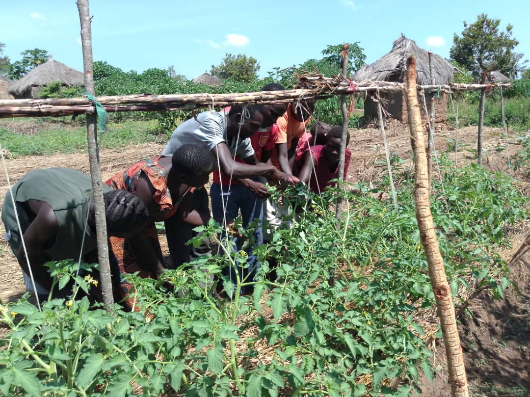Farmers and trainers inspects tomato plants for pests and diseases.