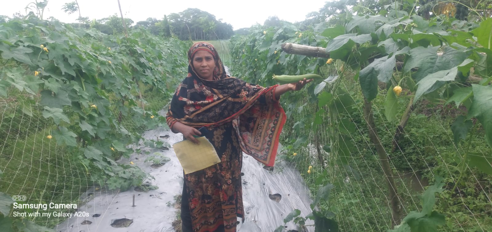 Farmer Jasmine Begum between her rows of crops