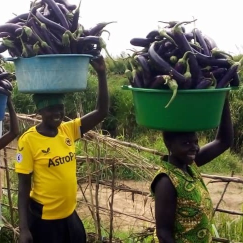 Women carry tubs of eggplants on their heads in Uganda.