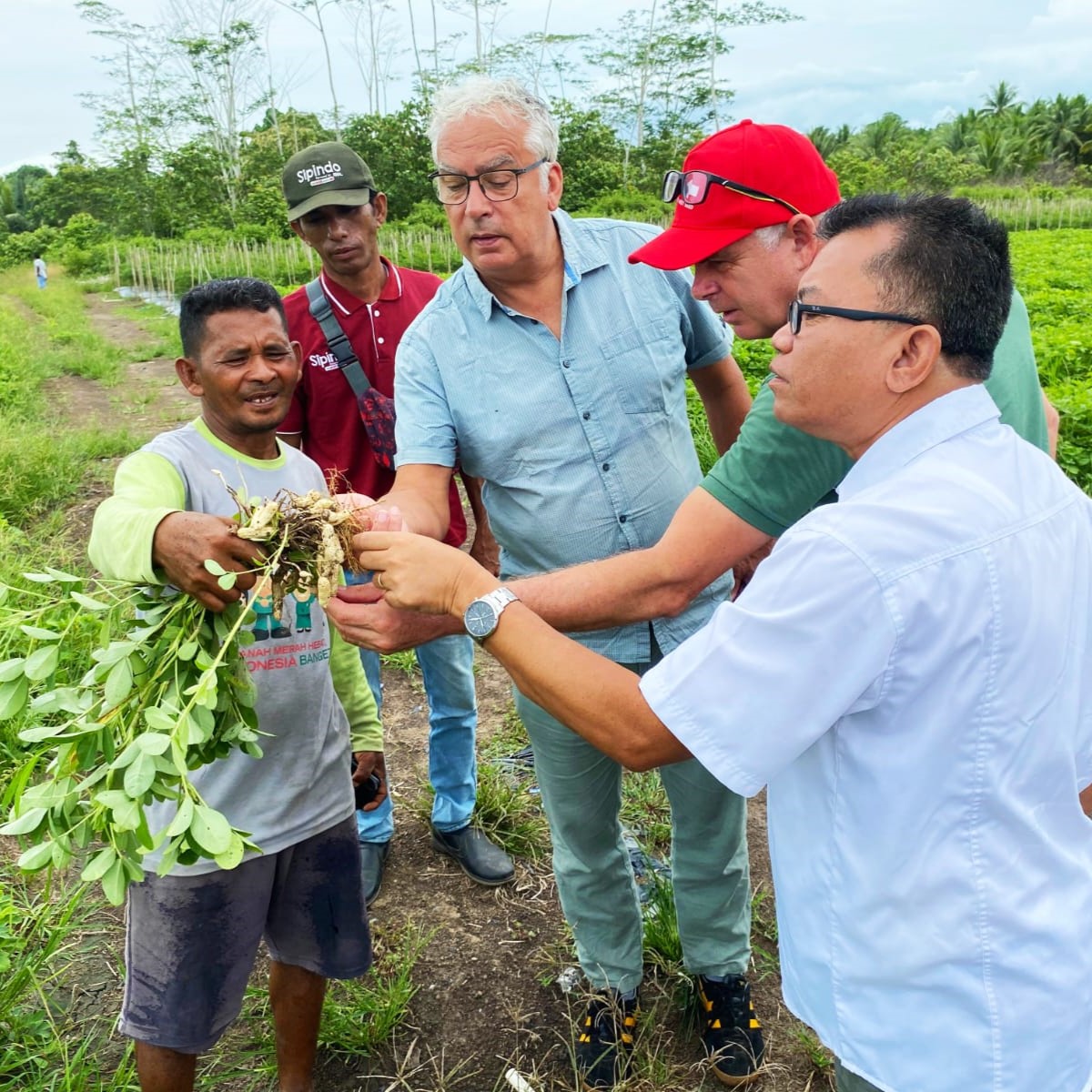 EWS-KT Board Advisor Flip van Koesveld, EWS-KT Director Stuart Morris, and Yayasan Bina Tani Sejahtera Extension Manager Edwin Saragih look at the plant held by a farmer in Indonesia.