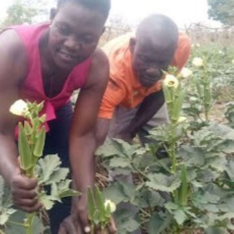 Farmer Joseph Nyakuni and EWS-KT Technical Field Officer Agnes Eyotaru in Joseph's okra field.