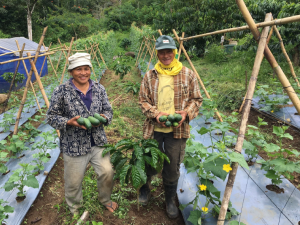 Two farmers hold cucumbers between trellised cucumber rows intercropped with coffee plants.