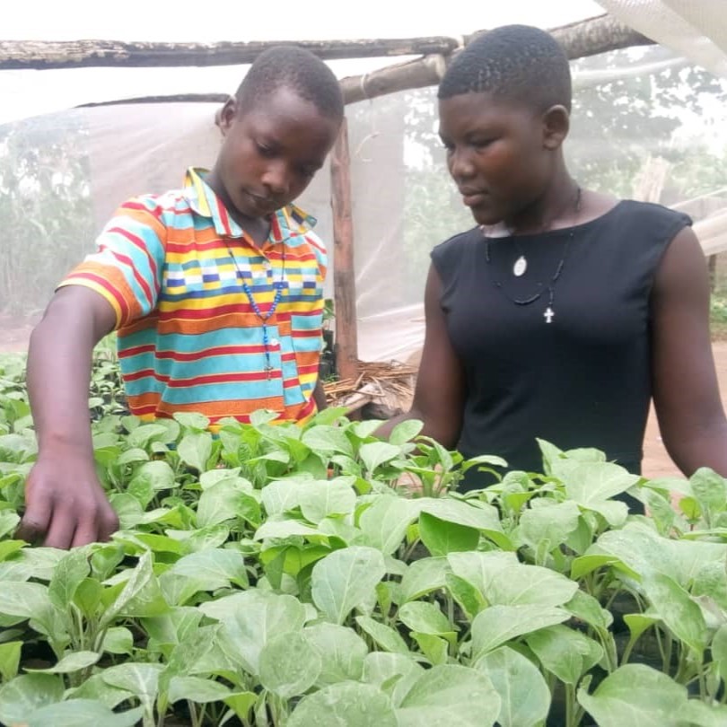 Patricia Driciru and her brother survey seedlings in her mother's seedling house.