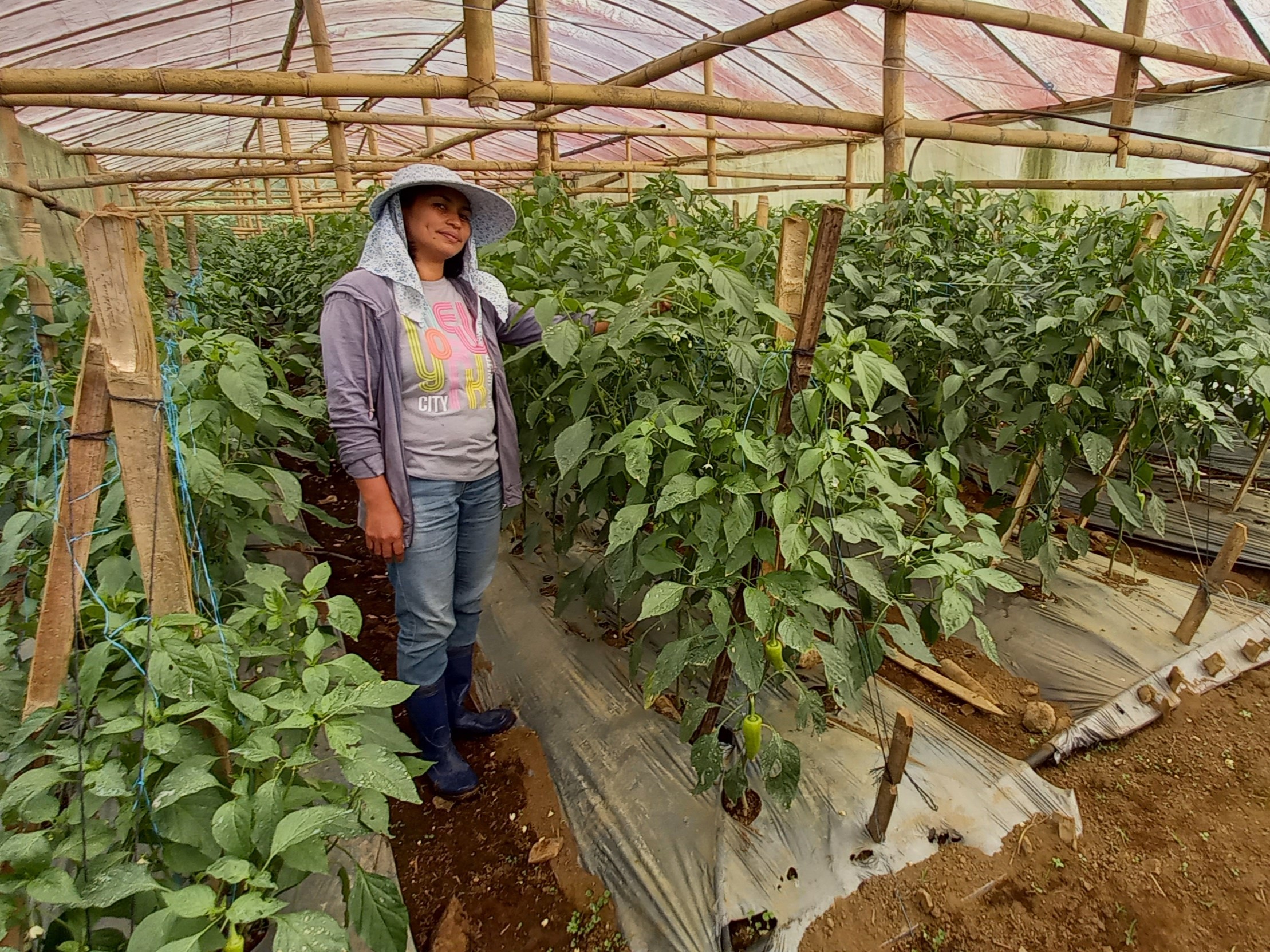 A woman farmer stands in her wood-framed greenhouse amid tall pepper plants.