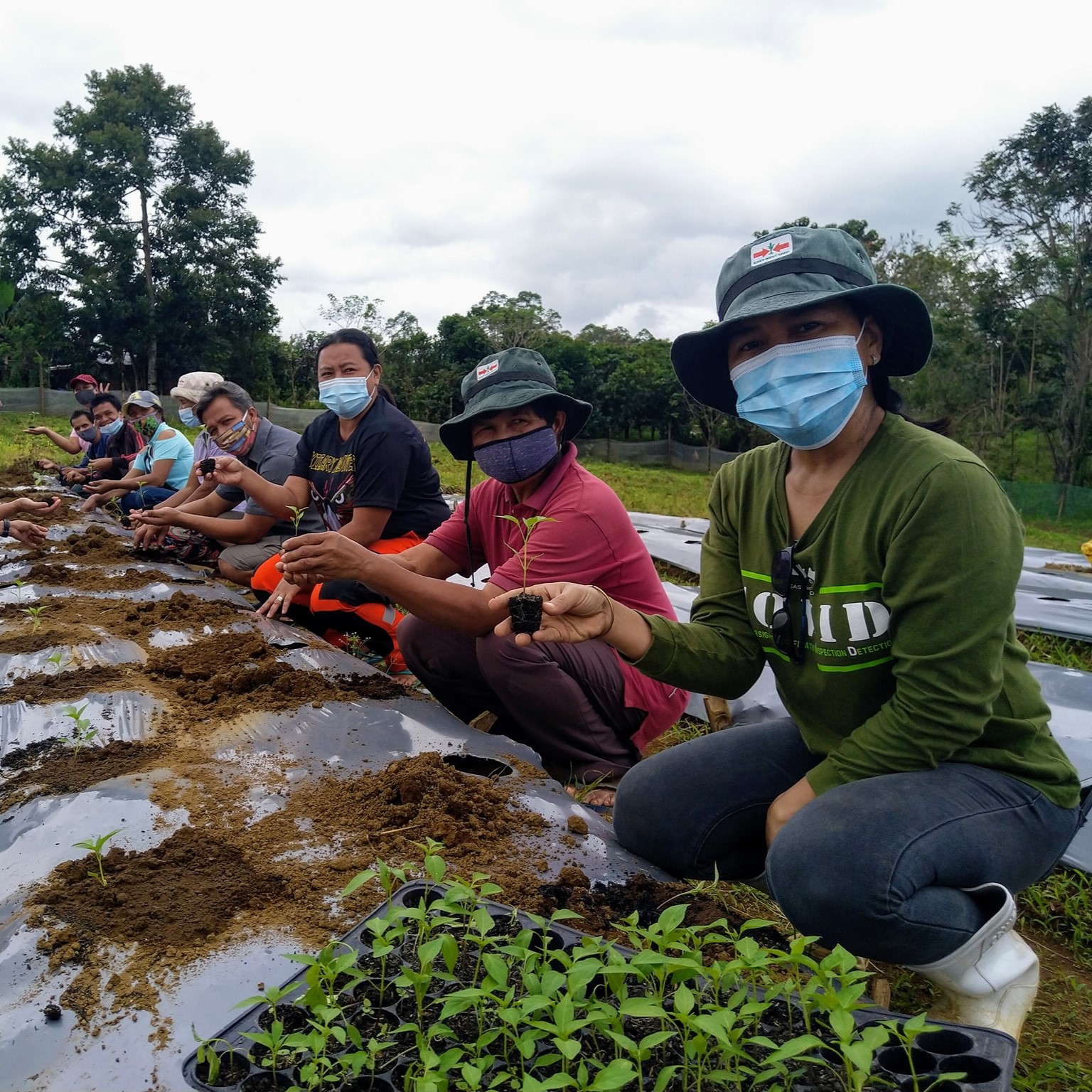 Farmers practice transplanting in a row at the learning farm in Bukidnon, Philippines