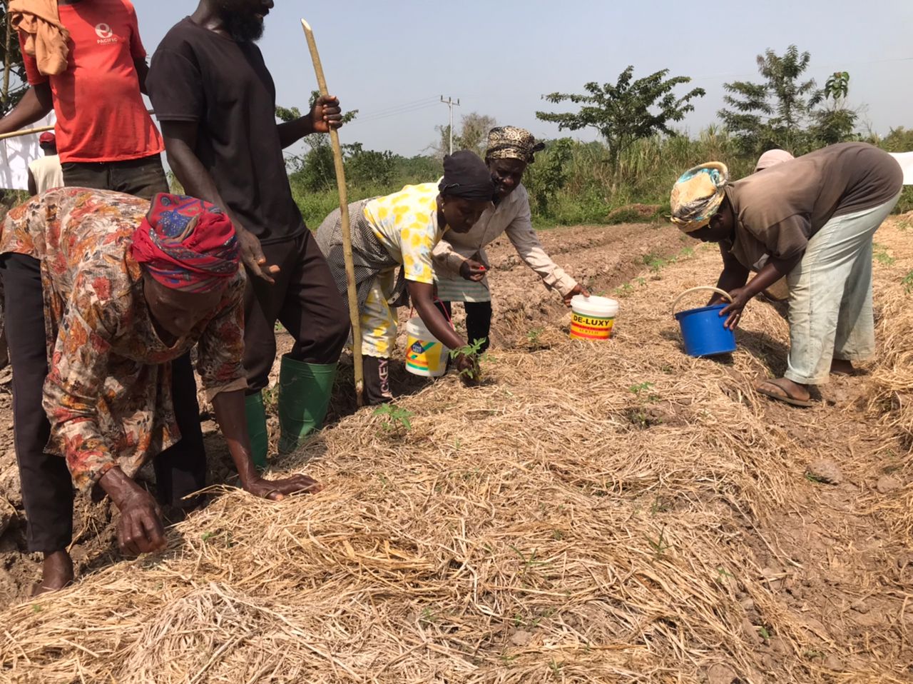 Farmers apply fertilization to a mulched bed during a practical training on crop fertilization.