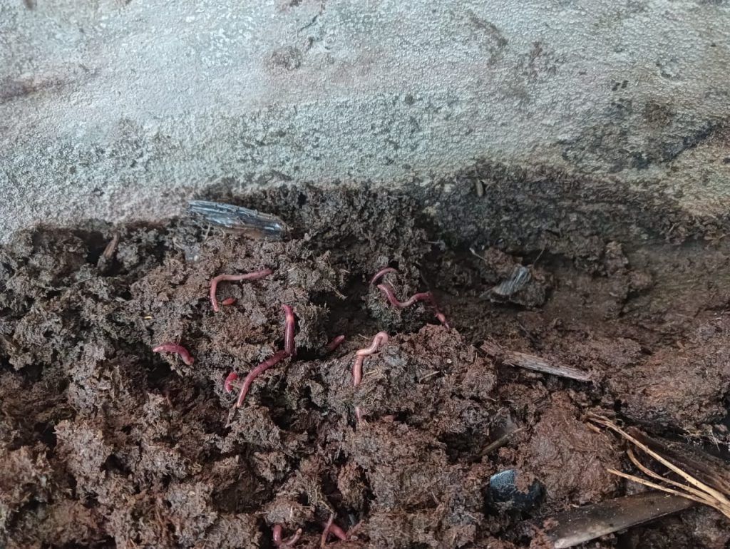 Earthworms inside a concrete vermicompost ring.
