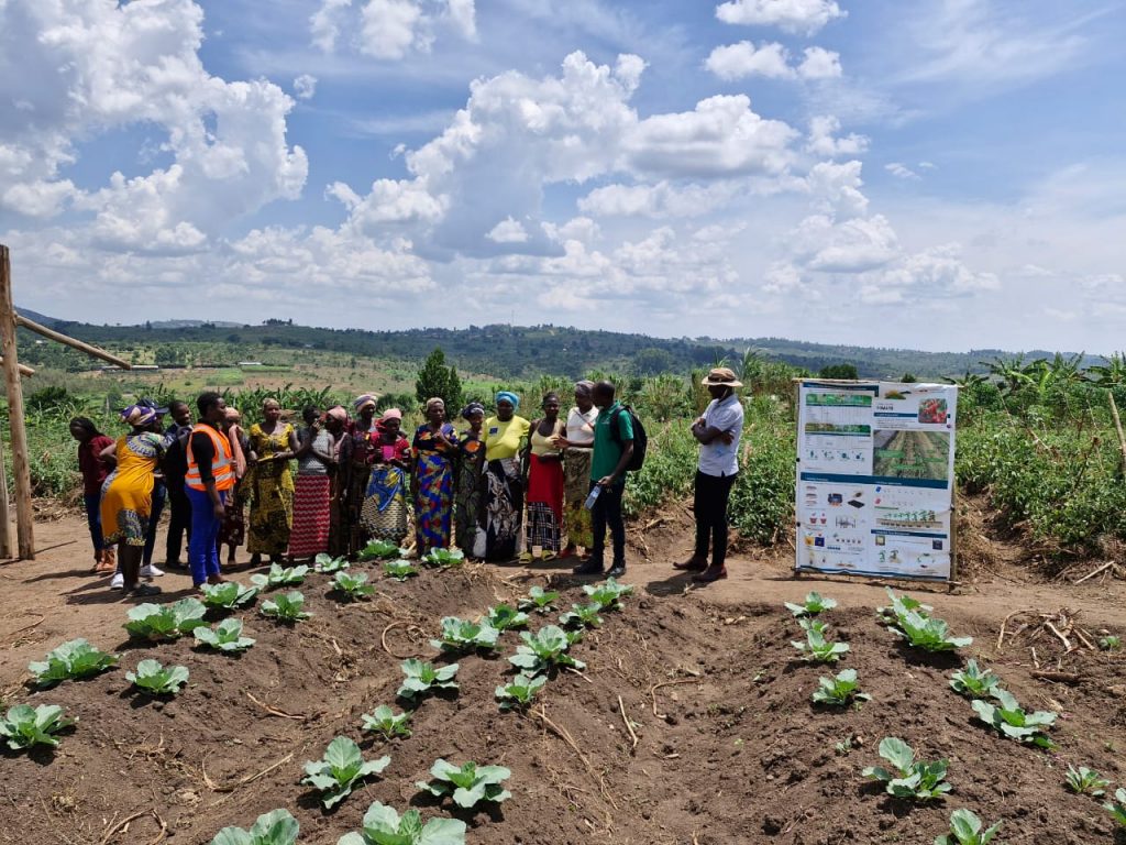 Members of the Mapendo Women's Group stand between a plot of cabbage and a demonstration plot of tomato, with a banner in front of the demo plot.