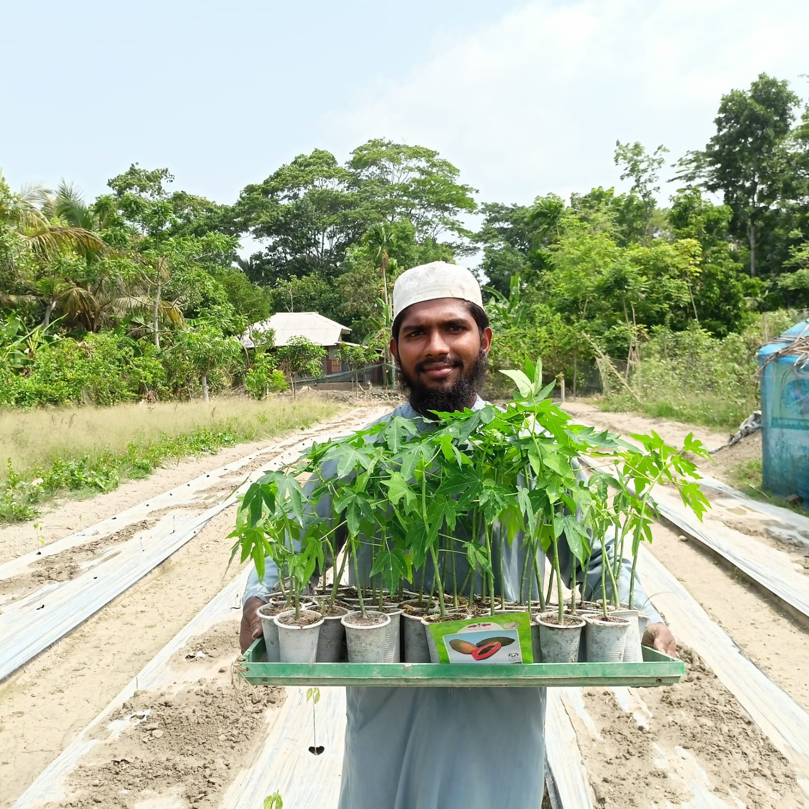 Md. Mehadi Hasan holds a tray of seedlings near his shaded seedling house.