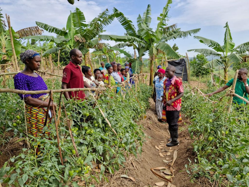 Technical Field Officer Nicholas Turyahikayo, standing between rows of tomato plants, talks about tomato production with members of the Tukwanise Group, a farmer groups that is largely women.