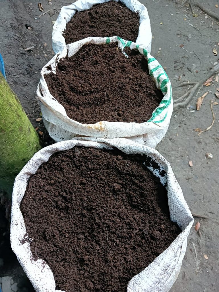 Harvested vermicompost collected in bags.