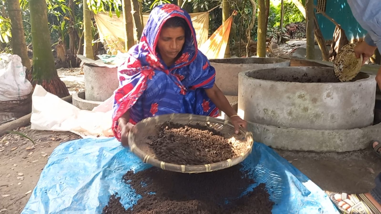 Amena Begum sifts her harvested vermicompost over a blue tarp.
